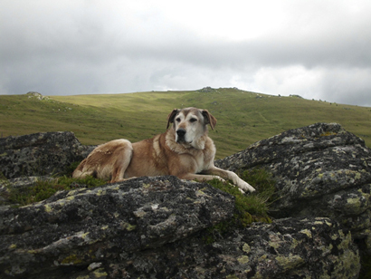 müder Hund der animalfamily