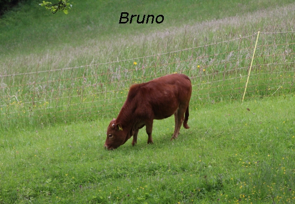 Zwergzebu Bruno