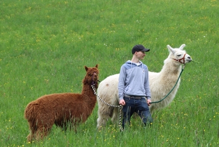 Lama, Alpaka, Mensch