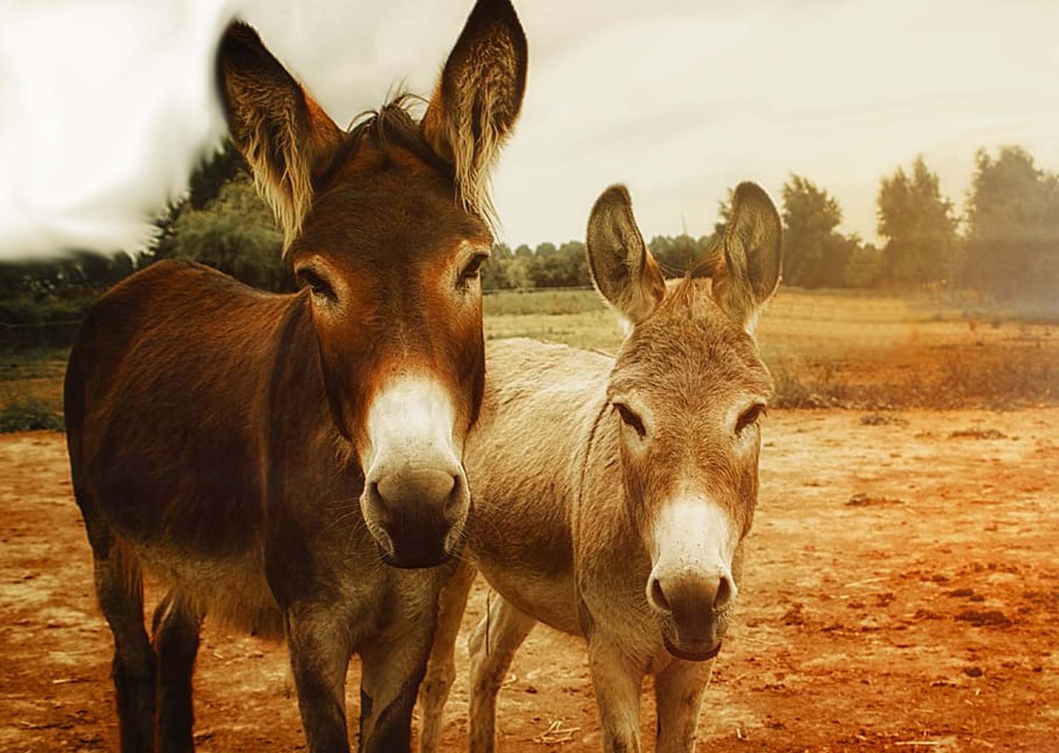 Eselpärchen bei animalfamily