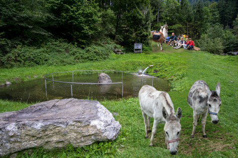 Esel an der Wasserraststätte